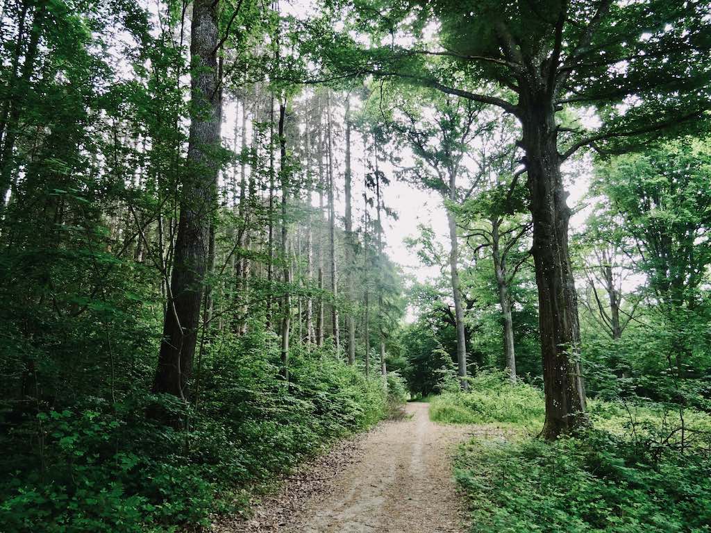 Le bois de la grande Hulle