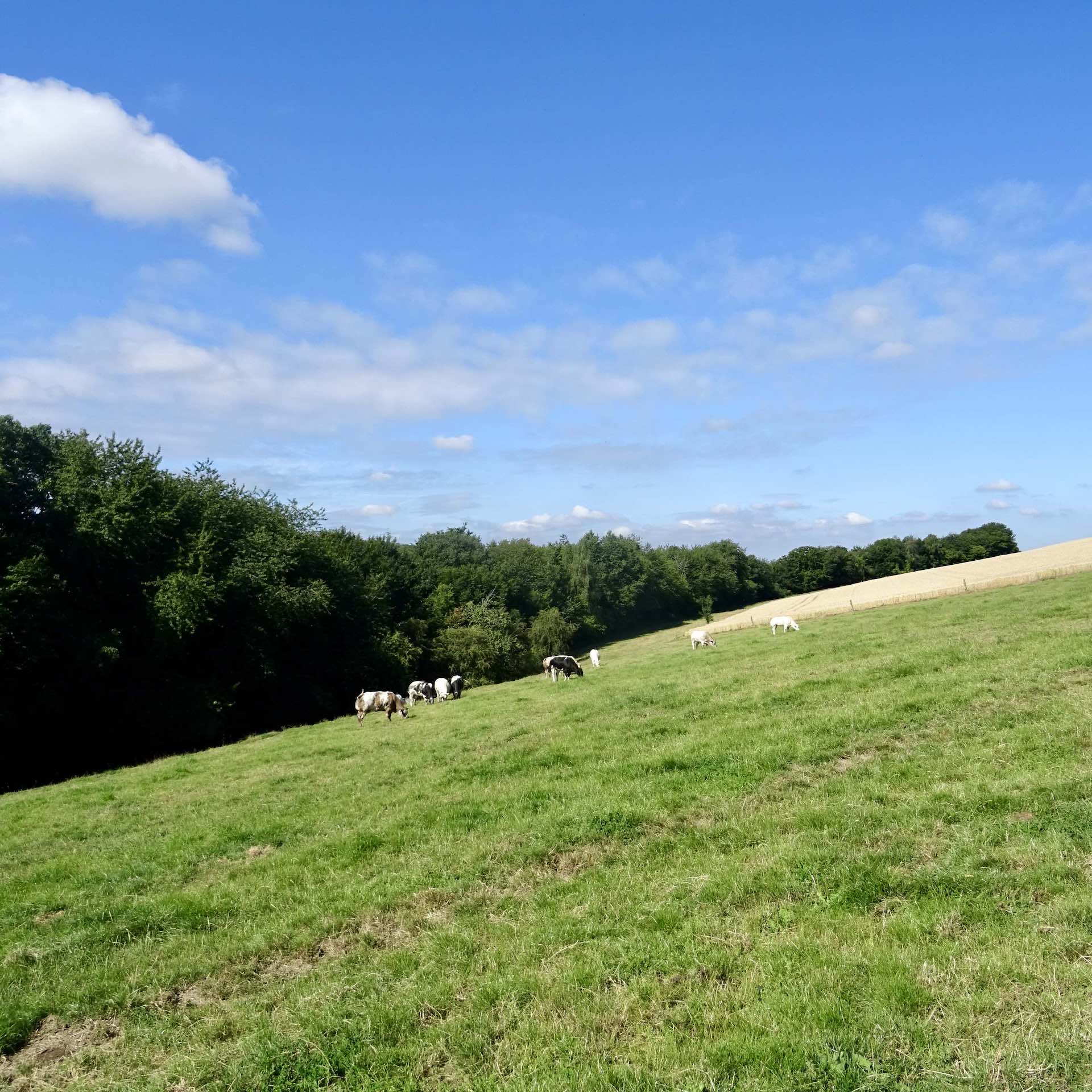 Promenade entre Courrière et Crupet